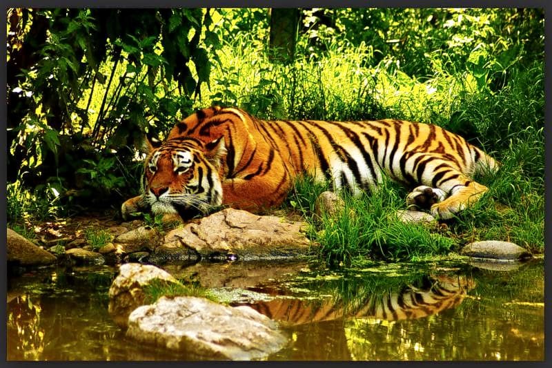 Pushpagiri Wildlife Sanctuary